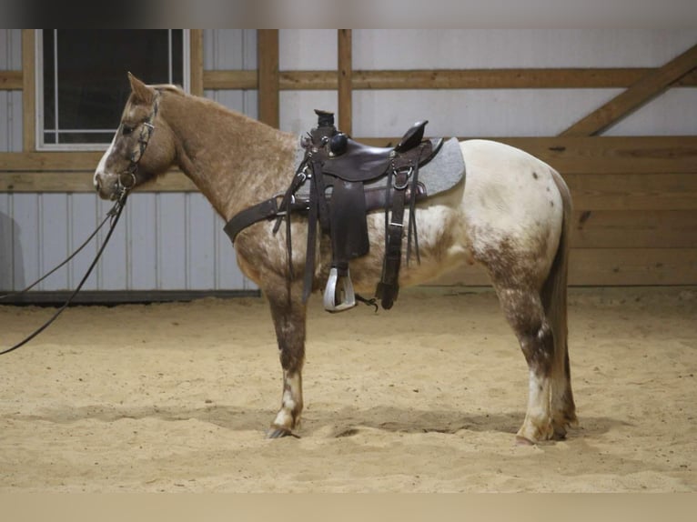 American Quarter Horse Gelding 6 years 14,2 hh Roan-Red in Sonora kY