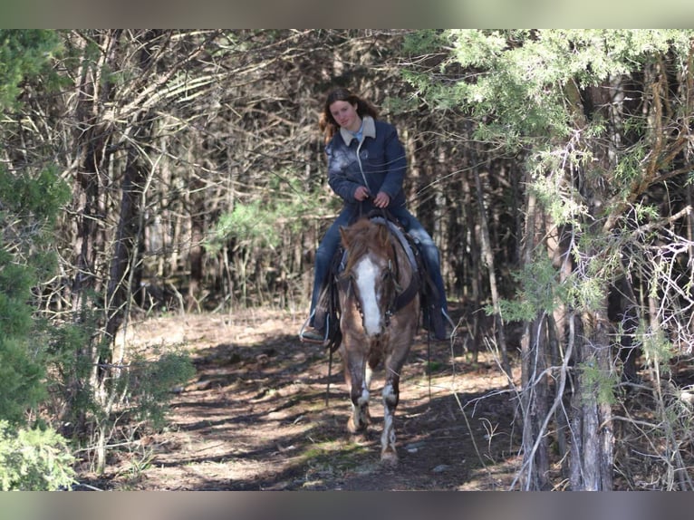 American Quarter Horse Gelding 6 years 14,2 hh Roan-Red in Sonora kY