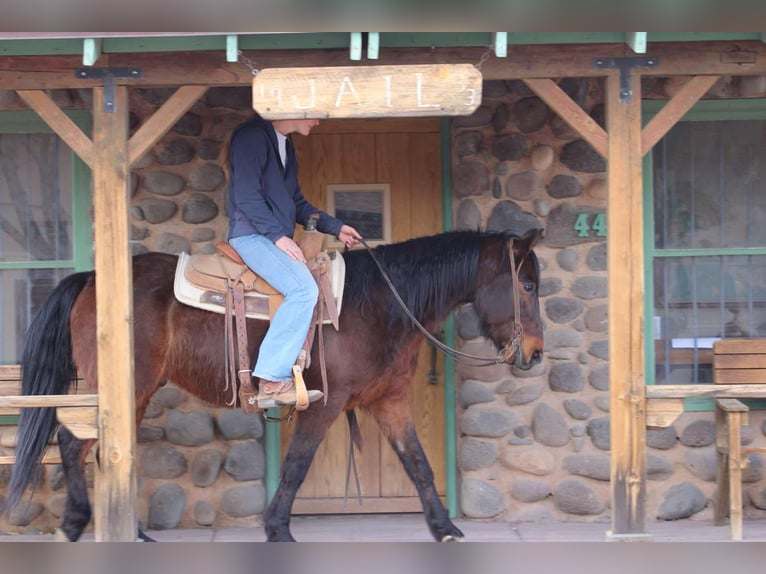 American Quarter Horse Gelding 6 years 14,2 hh Roan-Red in Sonora KY