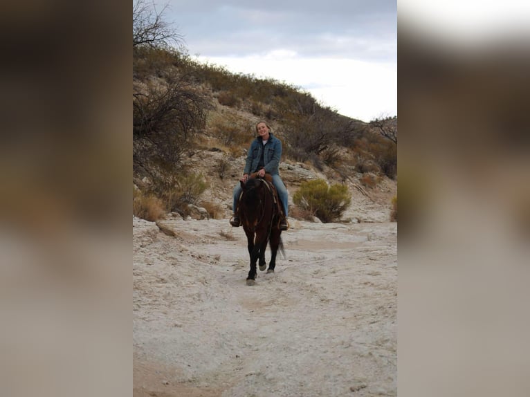 American Quarter Horse Gelding 6 years 14,2 hh Roan-Red in Sonora KY