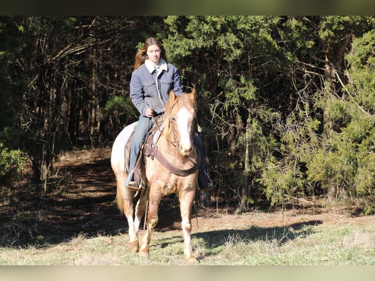 American Quarter Horse Gelding 6 years 14,2 hh Roan-Red in Sonora kY