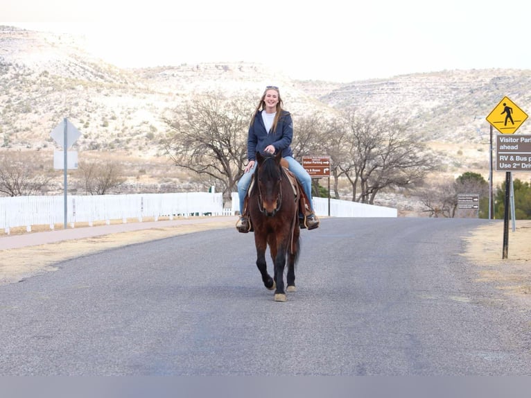 American Quarter Horse Gelding 6 years 14,2 hh Roan-Red in Sonora KY