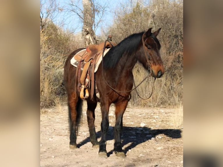 American Quarter Horse Gelding 6 years 14,2 hh Roan-Red in Sonora KY