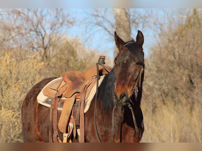 American Quarter Horse Gelding 6 years 14,2 hh Roan-Red in Sonora KY