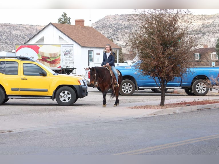 American Quarter Horse Gelding 6 years 14,2 hh Roan-Red in Sonora KY