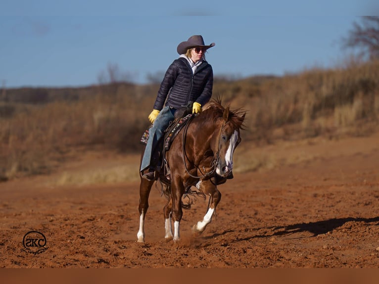 American Quarter Horse Gelding 6 years 14.2 hh Sorrel in Canyon