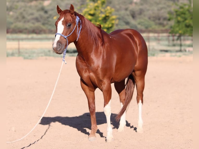 American Quarter Horse Gelding 6 years 14,2 hh Sorrel in Dewey, AZ