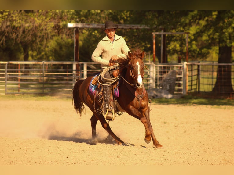 American Quarter Horse Gelding 6 years 14,2 hh Sorrel in Baxter Springs