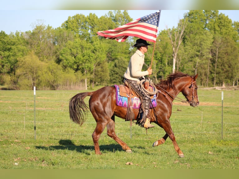 American Quarter Horse Gelding 6 years 14,2 hh Sorrel in Baxter Springs