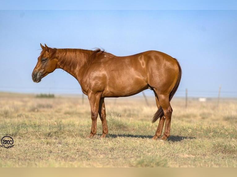 American Quarter Horse Gelding 6 years 14,2 hh Sorrel in Canyon, TX