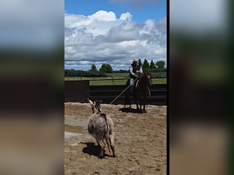 American Quarter Horse Gelding 6 years 14.2 hh Sorrel in Anderson