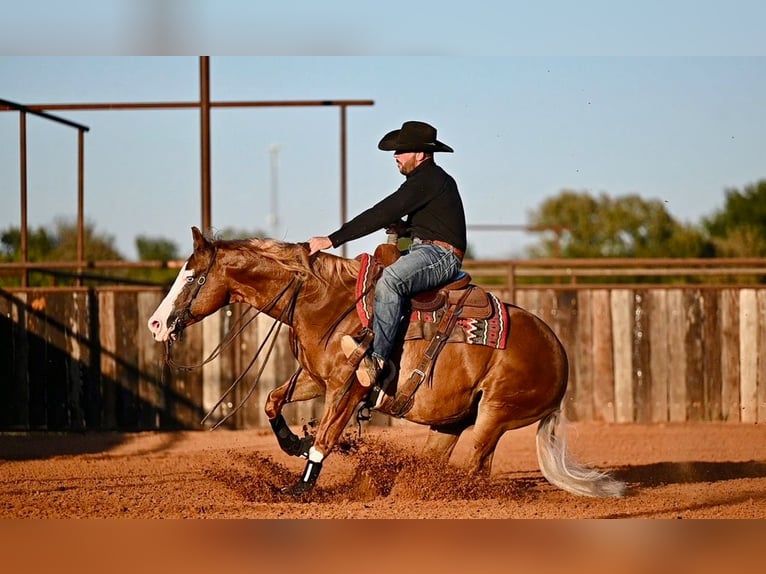 American Quarter Horse Mix Gelding 6 years 14.2 hh Sorrel in Waco