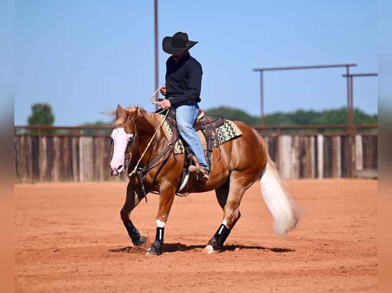 American Quarter Horse Mix Gelding 6 years 14.2 hh Sorrel in Waco
