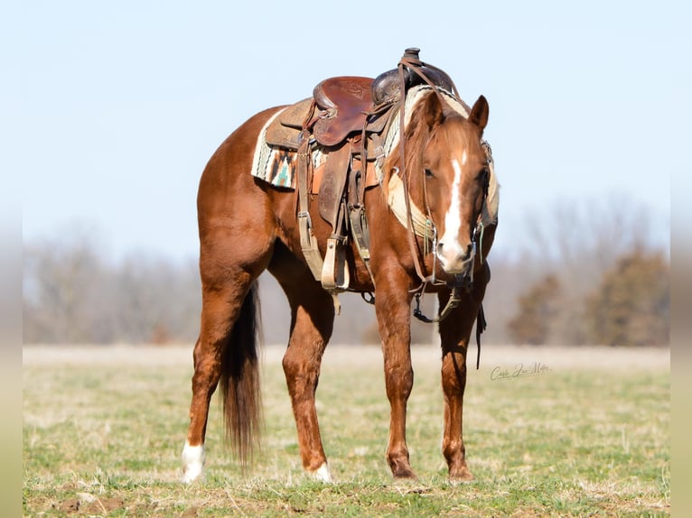 American Quarter Horse Gelding 6 years 14,2 hh Sorrel in Lewistown IL