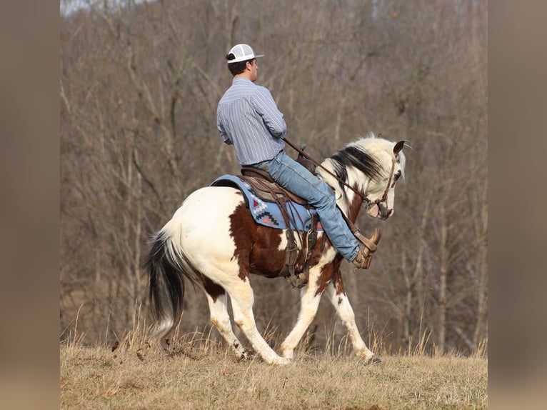 American Quarter Horse Gelding 6 years 14,2 hh Tobiano-all-colors in Brodhead KY