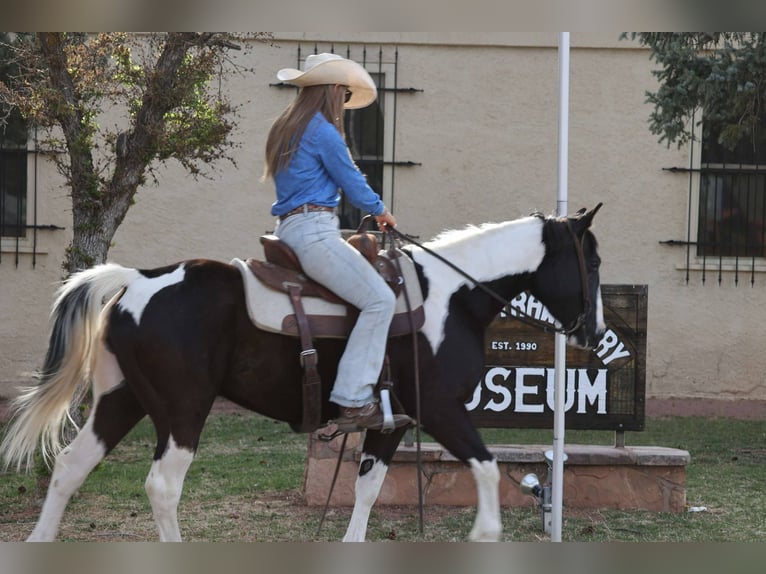 American Quarter Horse Gelding 6 years 14.2 hh Tobiano-all-colors in Cottonwood AZ