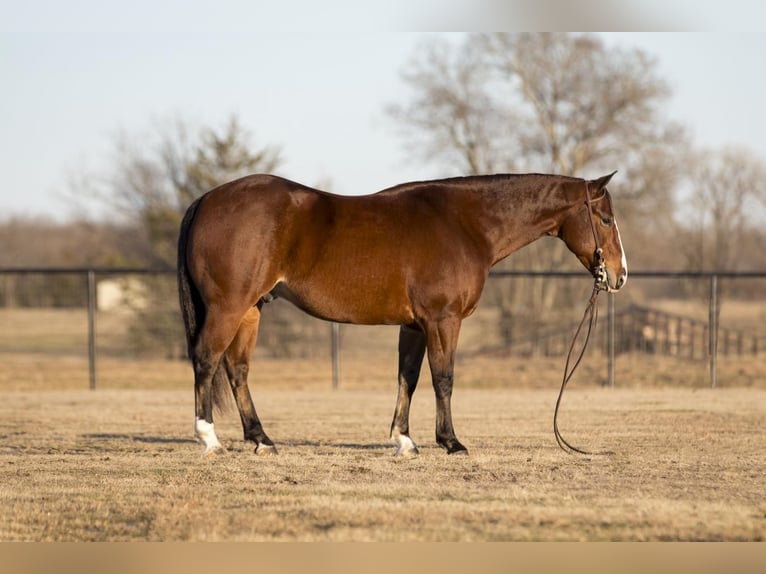 American Quarter Horse Gelding 6 years 14,3 hh Bay in Pilot Point