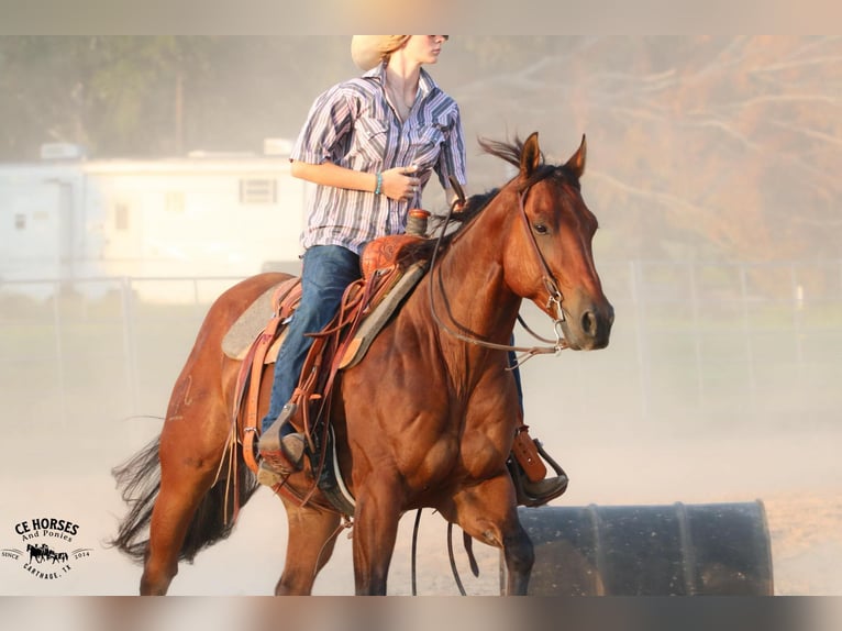 American Quarter Horse Gelding 6 years 14,3 hh Bay in Carthage