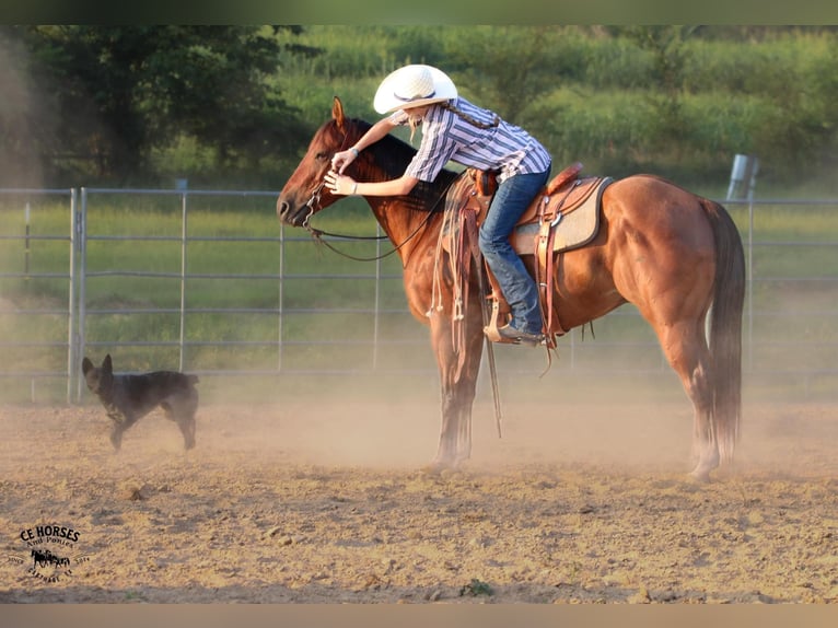 American Quarter Horse Gelding 6 years 14,3 hh Bay in Carthage