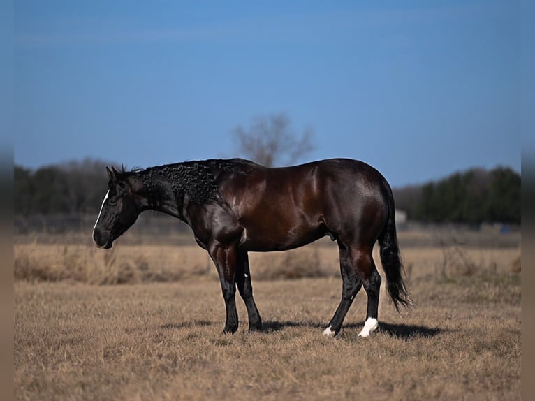 American Quarter Horse Gelding 6 years 14,3 hh Black in Mount Vernon