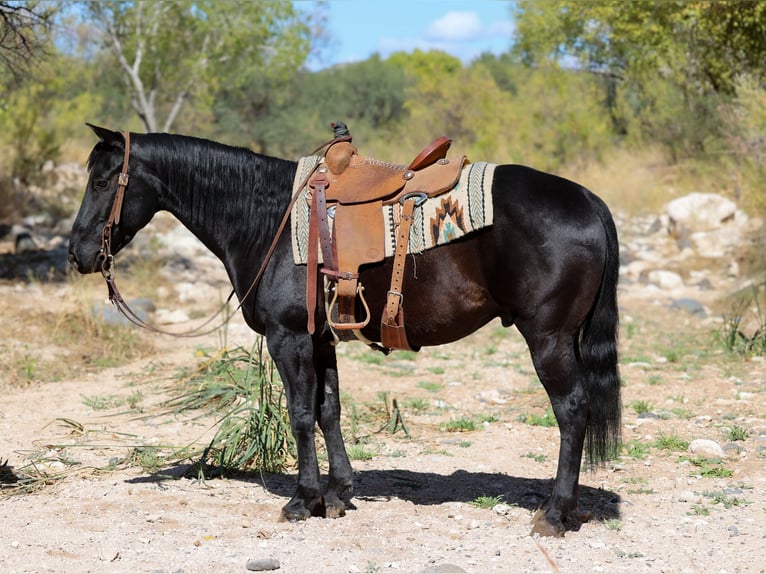 American Quarter Horse Gelding 6 years 14,3 hh Black in Camp Verde