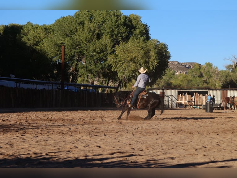 American Quarter Horse Gelding 6 years 14,3 hh Black in Camp Verde