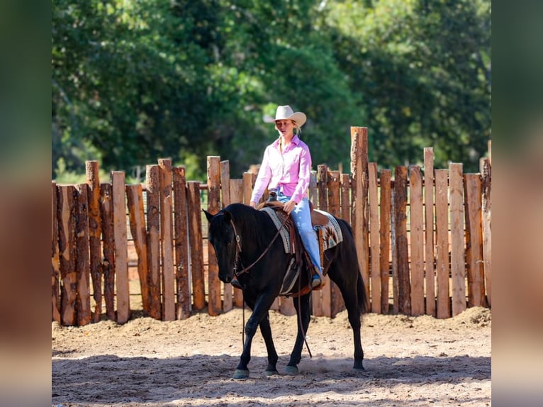 American Quarter Horse Gelding 6 years 14,3 hh Black in Camp Verde