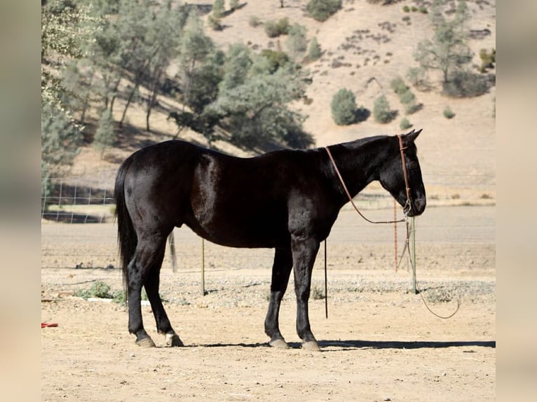 American Quarter Horse Gelding 6 years 14,3 hh Black in Paicines CA