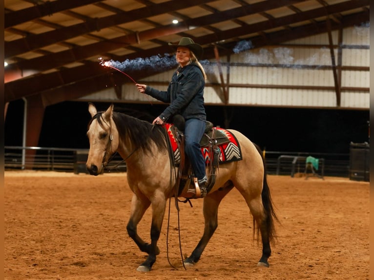 American Quarter Horse Gelding 6 years 14,3 hh Buckskin in Quitman