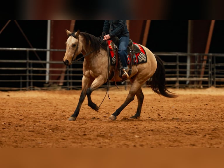 American Quarter Horse Gelding 6 years 14,3 hh Buckskin in Quitman