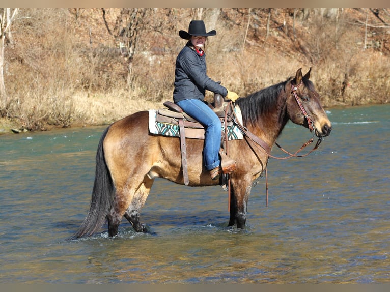American Quarter Horse Gelding 6 years 14,3 hh Buckskin in Clarion