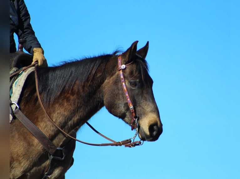 American Quarter Horse Gelding 6 years 14,3 hh Buckskin in Clarion