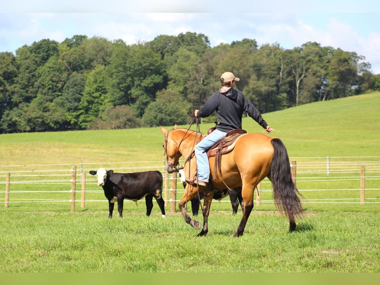 American Quarter Horse Gelding 6 years 14,3 hh Buckskin in Clarion, PA