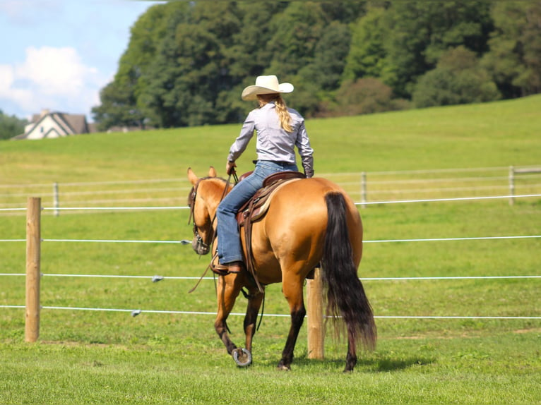 American Quarter Horse Gelding 6 years 14,3 hh Buckskin in Clarion, PA