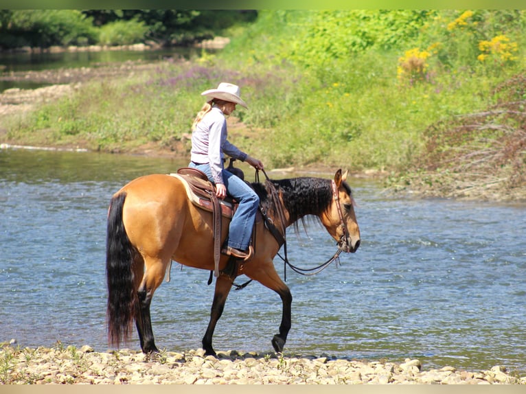 American Quarter Horse Gelding 6 years 14,3 hh Buckskin in Clarion, PA