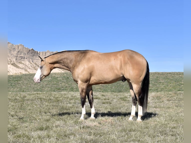 American Quarter Horse Gelding 6 years 14,3 hh Buckskin in Bayard, Nebraska
