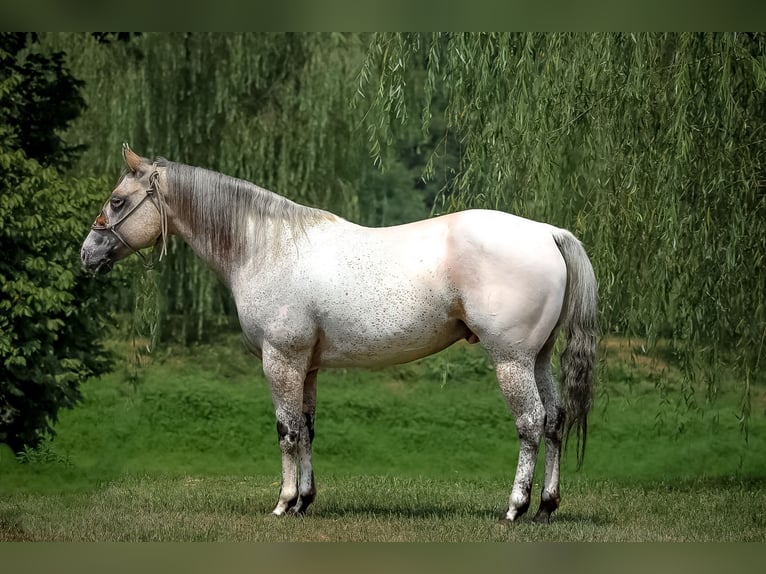 American Quarter Horse Gelding 6 years 14,3 hh Buckskin in Flemingsburg KY