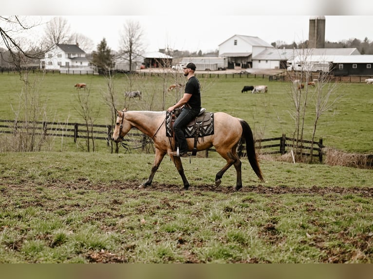 American Quarter Horse Gelding 6 years 14,3 hh Buckskin in Dalton, OH