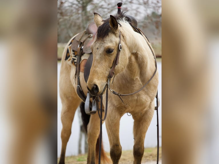 American Quarter Horse Gelding 6 years 14,3 hh Buckskin in Dalton, OH