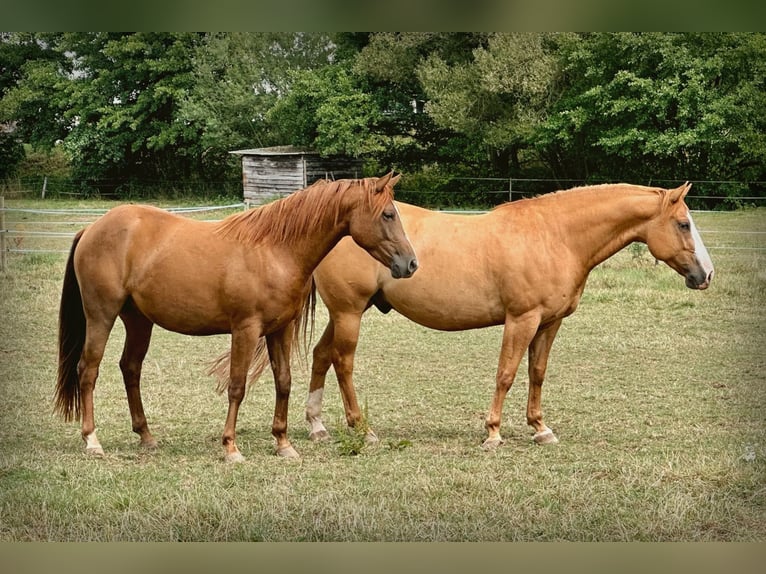 American Quarter Horse Gelding 6 years 14.3 hh Chestnut in Mannebach