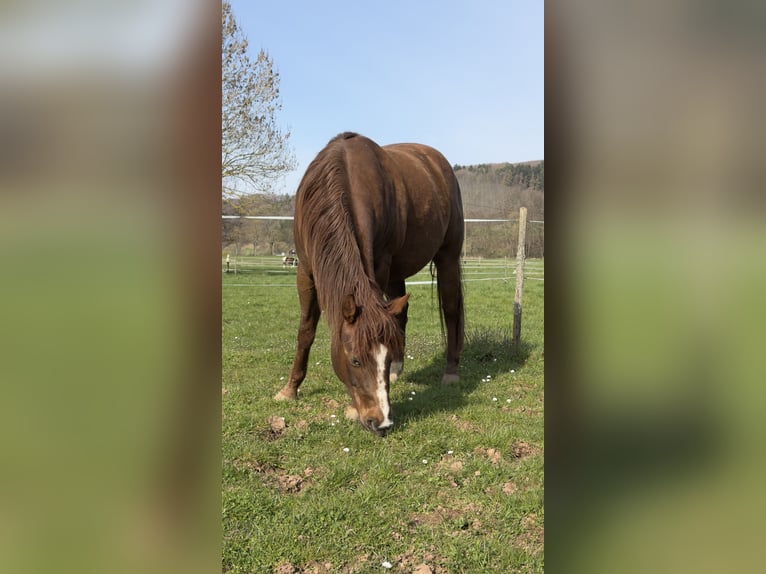 American Quarter Horse Gelding 6 years 14.3 hh Chestnut in Mannebach