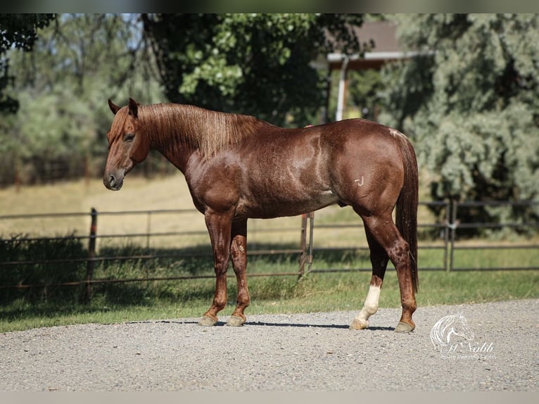 American Quarter Horse Gelding 6 years 14,3 hh Chestnut in Billings