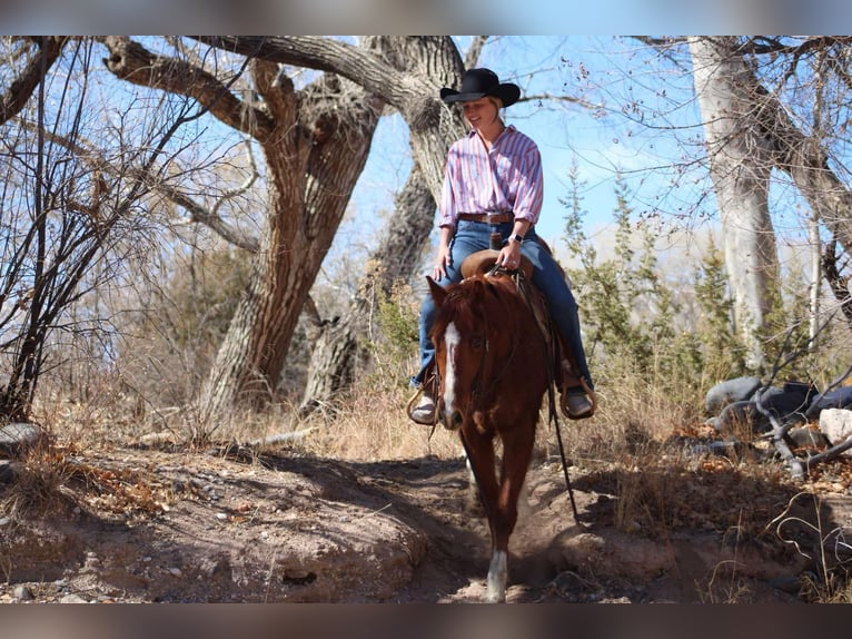 American Quarter Horse Gelding 6 years 14,3 hh Chestnut in Camp Verde AZ