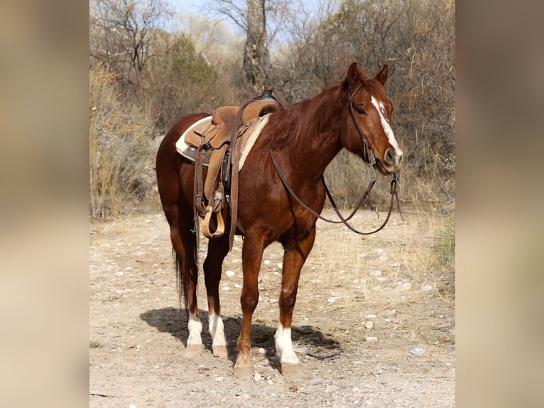 American Quarter Horse Gelding 6 years 14,3 hh Chestnut in Camp Verde AZ