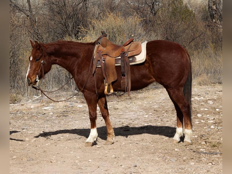 American Quarter Horse Gelding 6 years 14,3 hh Chestnut in Camp Verde AZ