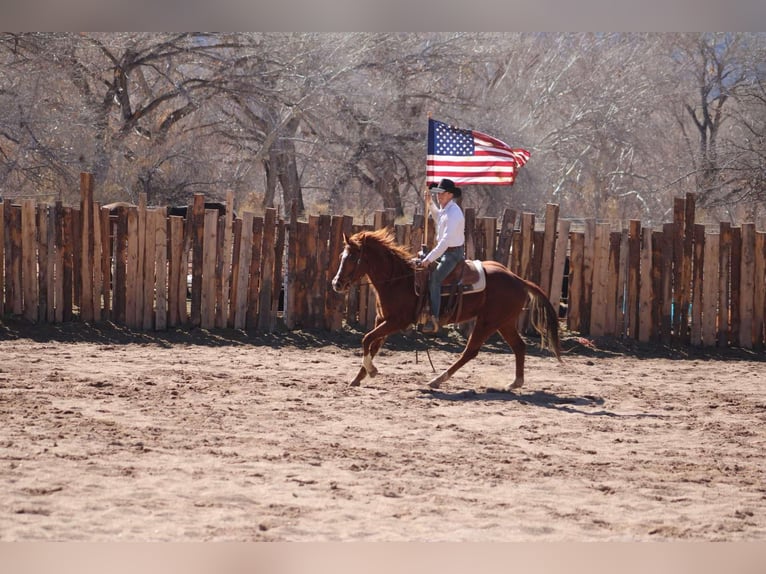 American Quarter Horse Gelding 6 years 14,3 hh Chestnut in Camp Verde AZ