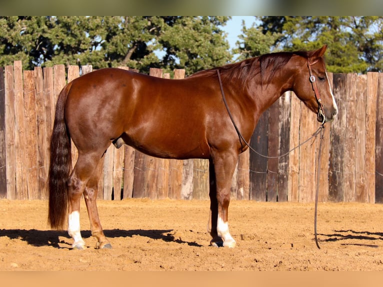 American Quarter Horse Gelding 6 years 14,3 hh Chestnut in jOSHUA tx