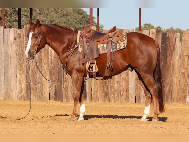 American Quarter Horse Gelding 6 years 14,3 hh Chestnut in jOSHUA tx