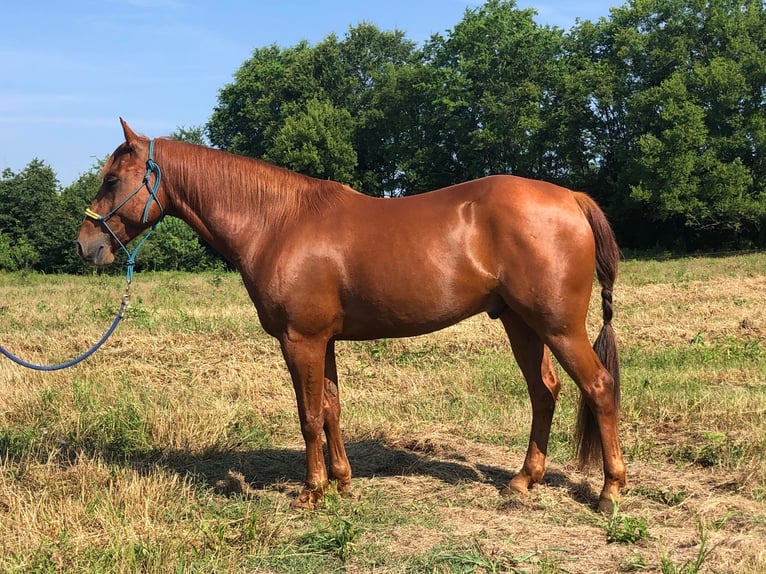 American Quarter Horse Gelding 6 years 14,3 hh Chestnut in Palestine TX