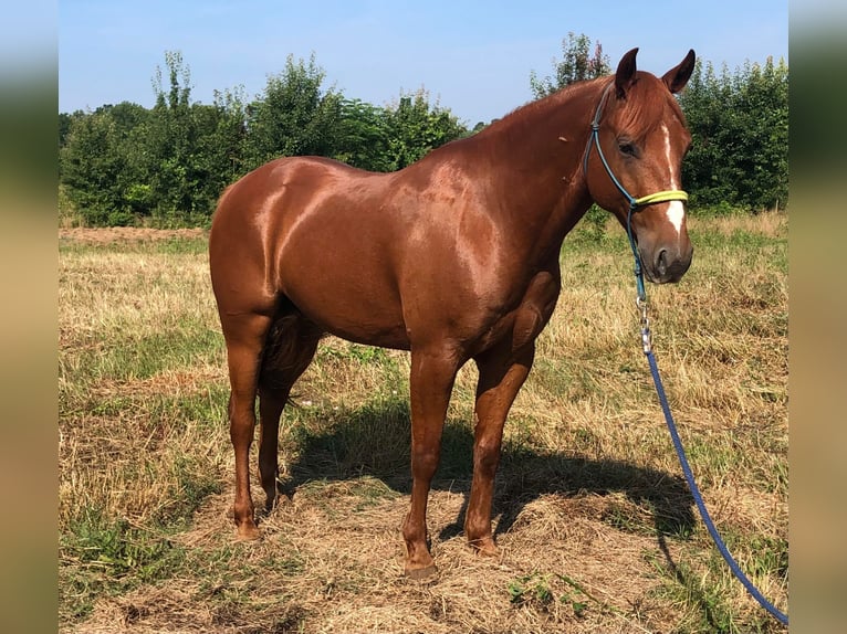 American Quarter Horse Gelding 6 years 14,3 hh Chestnut in Palestine TX